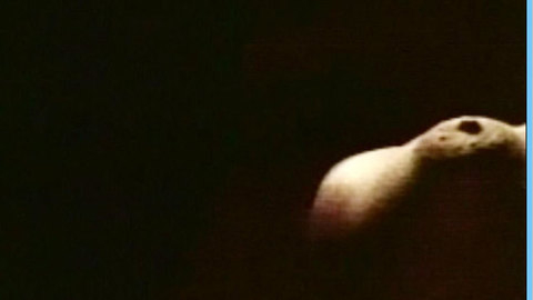 Pic: Ursula Andress in Stateline Motel