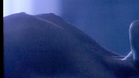 Pic: Sonia Braga in Tales from the Crypt