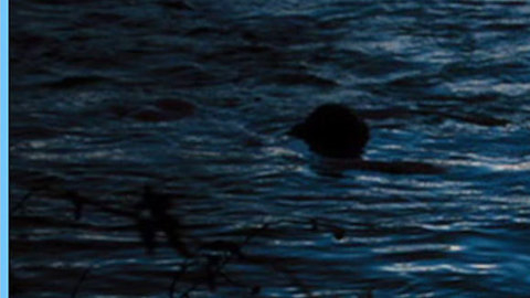 Pic: Lolita Davidovich in September Dawn