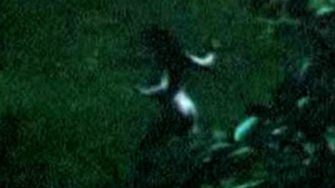 Pic: Judi Dench in Langrishe, Go Down