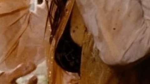 Pic: Sarah Jessica Parker in The Family Stone