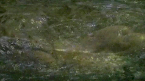 Pic: Imogen Stubbs in A Summer Story