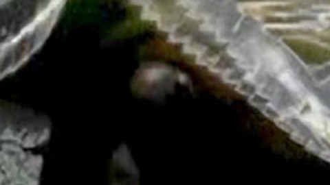 Pic: Kari Wuhrer in Berserker (2004)