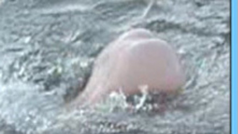 Pic: Sofie Gråbøl in Island of Darkness