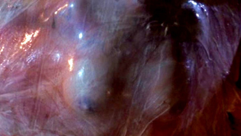 Pic: Linnea Quigley in A Nightmare on Elm Street 4