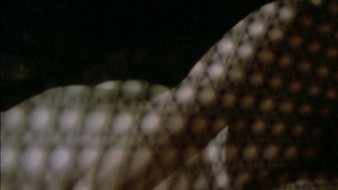 Pic: Silvia Aguilar in Human Beasts