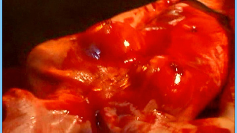 Pic: Carey Sveen in Meat Weed Madness