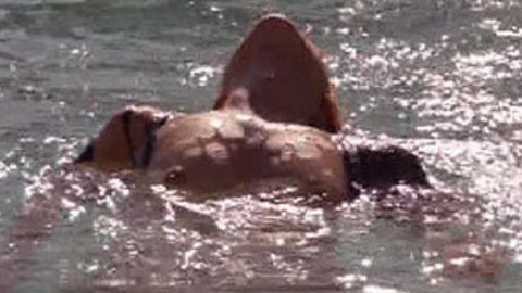 Pic: Camilla Luddington in Californication