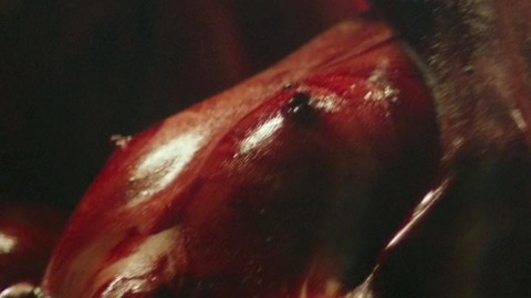 Pic: Elizabeth Knight in Habit