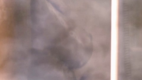 Pic: Raven Lee in Nocturnal Activity