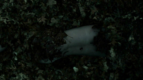 Pic: Julia Goldani Telles in Slender Man (2018)