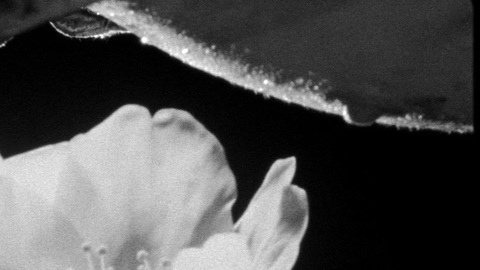 Pic: Anaël Snoek in The Wild Boys