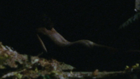 Pic: Denise Coward in Battle for the Lost Planet