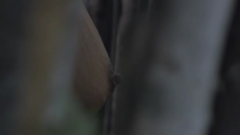Pic: Daniela Bueno in The Whistler: Origins
