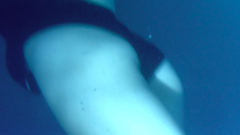 Pic: Eiza González in Bloodshot (2020)