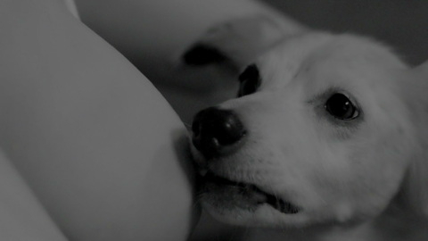 Pic: Judy Greer in Good Boy