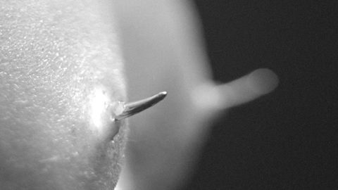 Pic: Christa Théret in She Is Conann