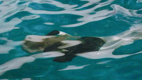 Pic: Elisabeth Moss in Shell