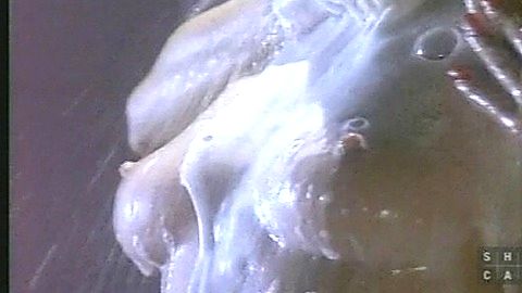 Pic: Lydie Denier in Red Shoe Diaries (1992)