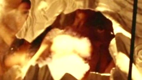Pic: Cameron Diaz in Charlie's Angels: Full Throttle (2003)