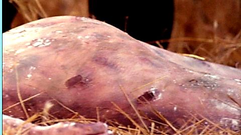 Pic: Stacy Edwards in Relentless 3 (1993)
