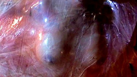 Pic: Linnea Quigley in A Nightmare on Elm Street 4 (1988)