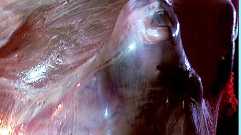 Pic: Linnea Quigley in A Nightmare on Elm Street 4 (1988)