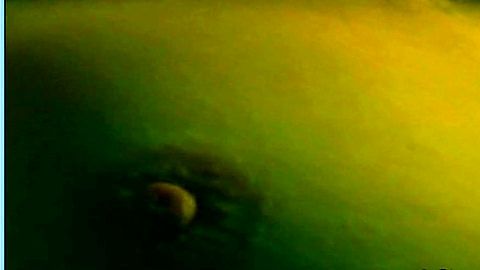 Pic: Rebecca Palmer in Blood Trails (2006)