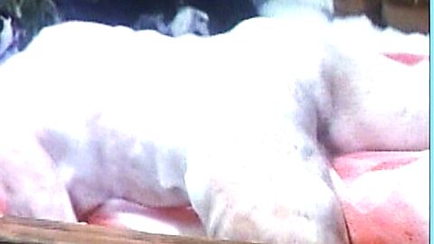 Pic: Moeko Ezawa in A Woman with Red Hair (1979)