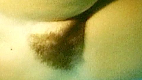 Pic: Gina Allen in Australia After Dark (1975)