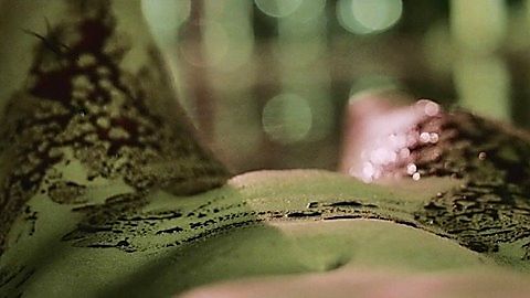 Pic: Elle Alexandra in Silk (2014)