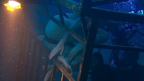 Pic: Claire Holt in 47 Meters Down (2016)
