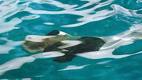 Pic: Elisabeth Moss in Shell (2024)